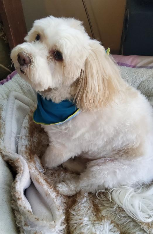 Sweet boy styling in his new bandana