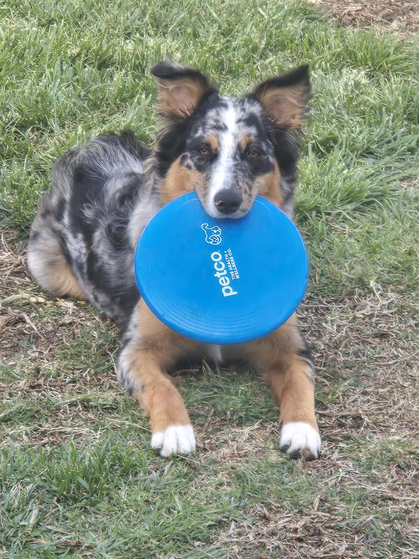 Petco frisbee hotsell