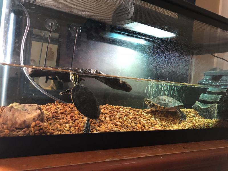 Zilla Aquatic Turtle Aquarium Kit 20 Liter Petco