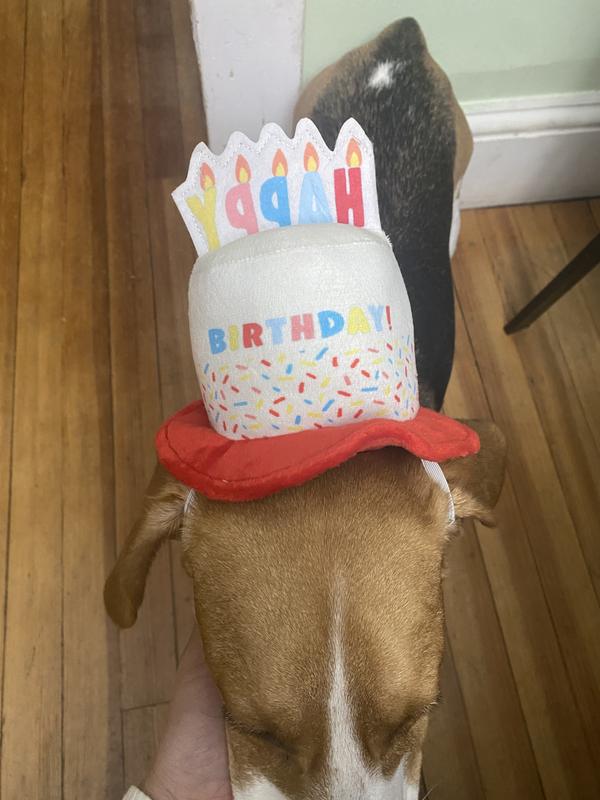 Petco birthday outlet hat