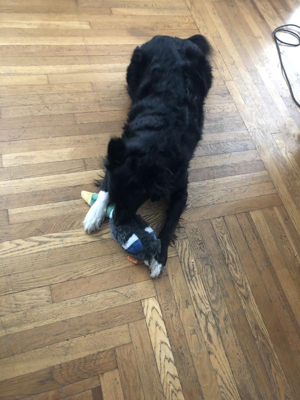 Rocket chewing on his new toy :)