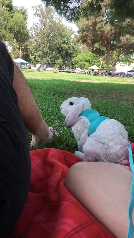 Blueberry enjoying a day out