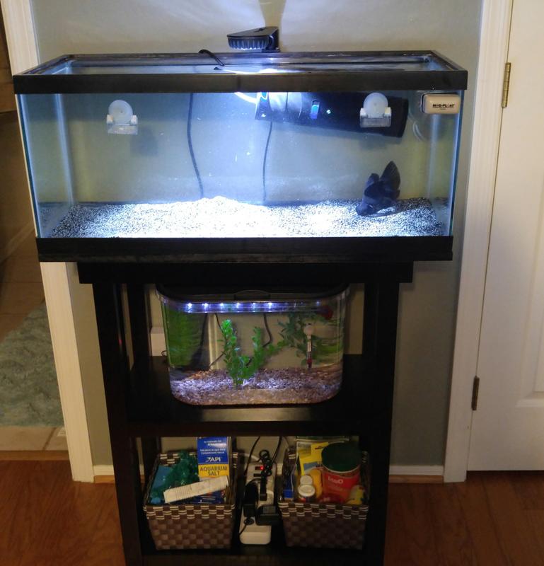 20 gallon fish tank petco