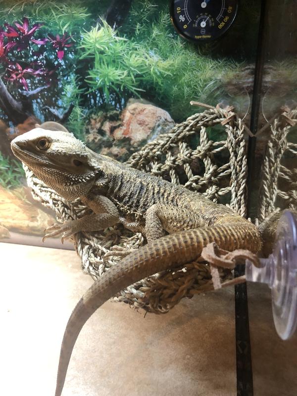 Bearded dragon 2025 hammock petco