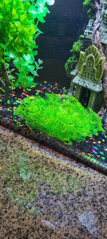 GloFish Java Moss Aquarium Plant