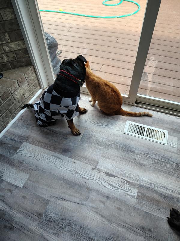 Ready for Tricks and Treats!