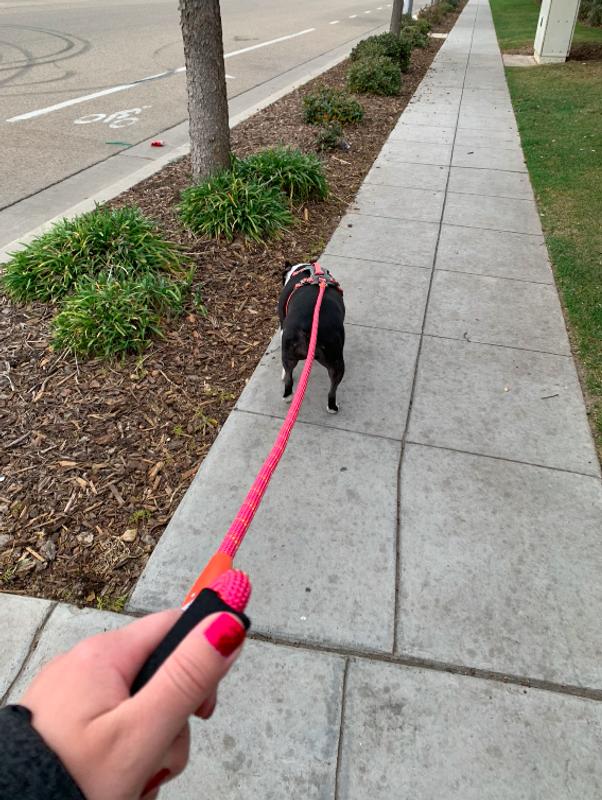 Teva Dog Leash in Pink/Orange