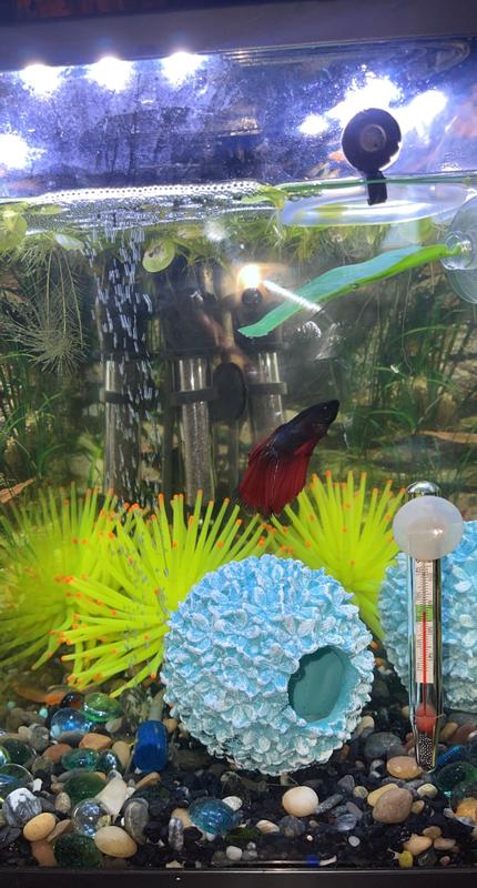 Lucifer loves it