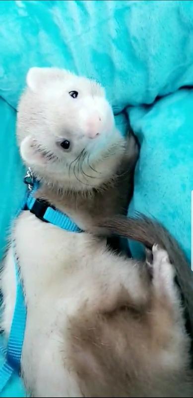 ferret harness petco