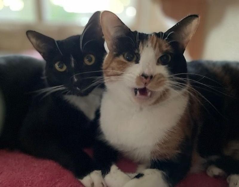 Inky and Sable