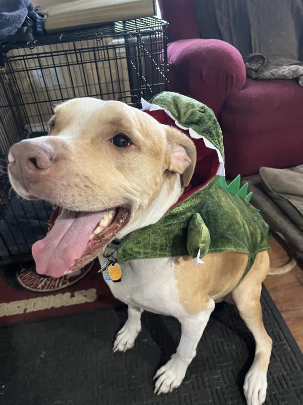 Happy dog even in the costume.