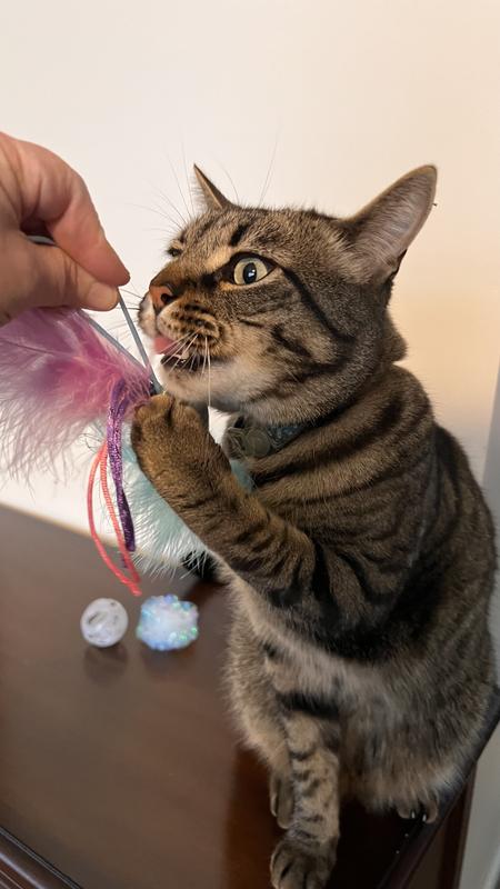 Our cat loves the flying fish and can’t decide if he wants it thrown or just to grab it.