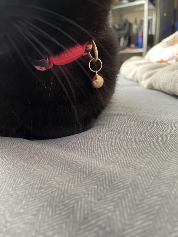 Bella with her new pretty collar!