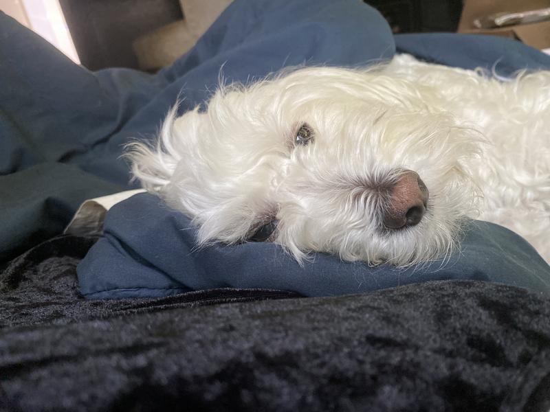2 weeks after surgery. He wouldn’t get up and was in pain