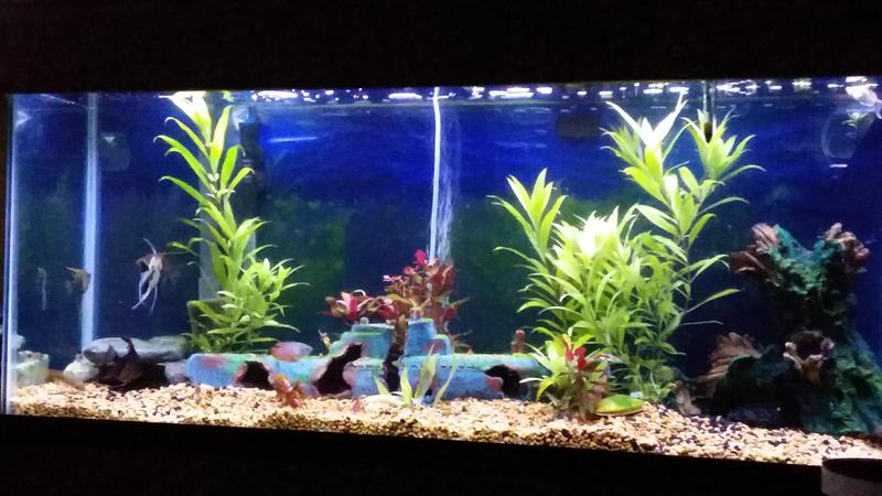 thumbnail image 2 of FLUVAL Aquaclear AC70 Power Filter – For 40-70 Gallon Tanks – Includes Media 2 of 4