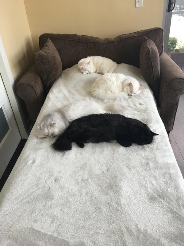 Healthy cats taking a nap to rejuvenate
