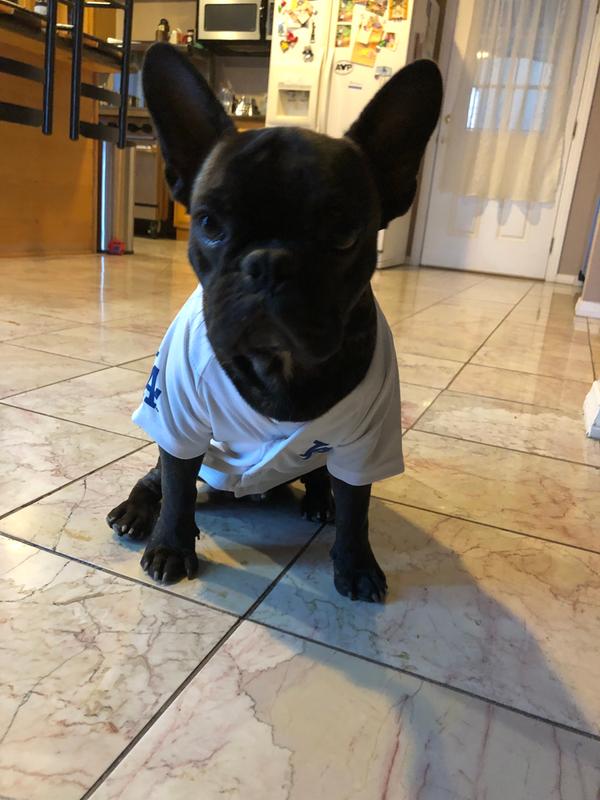 dog dodgers jersey