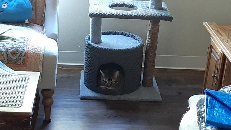 You Me So Pawsh Multi Level Cat Condo 36 5 H Petco