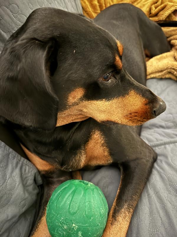 Arya's favorite ball
