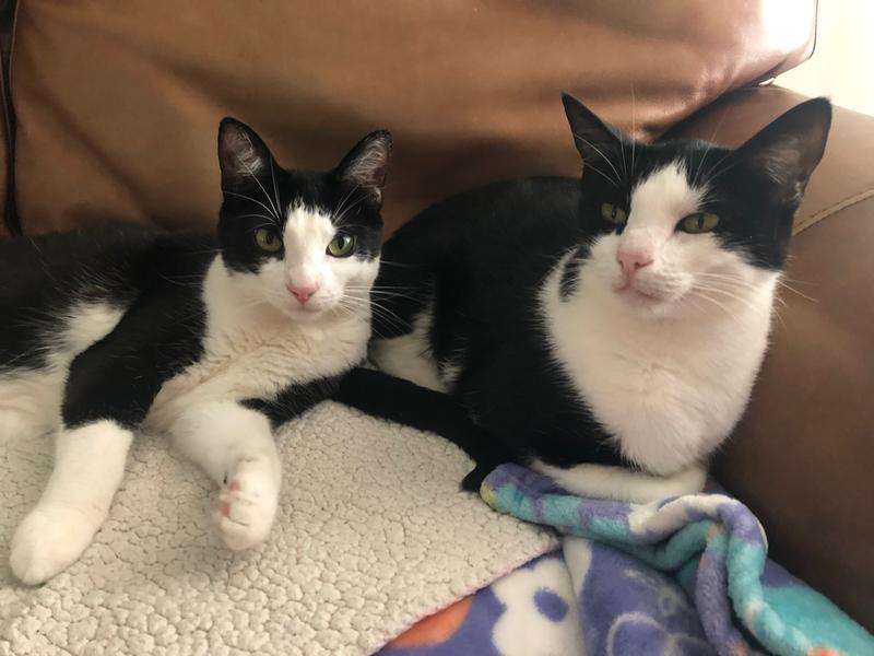 PetAg PetLac Kitten Milk Replacement 32 oz Liquid Formula