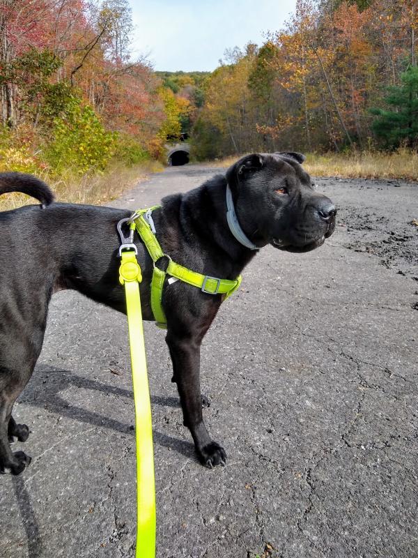 Green Halter size large