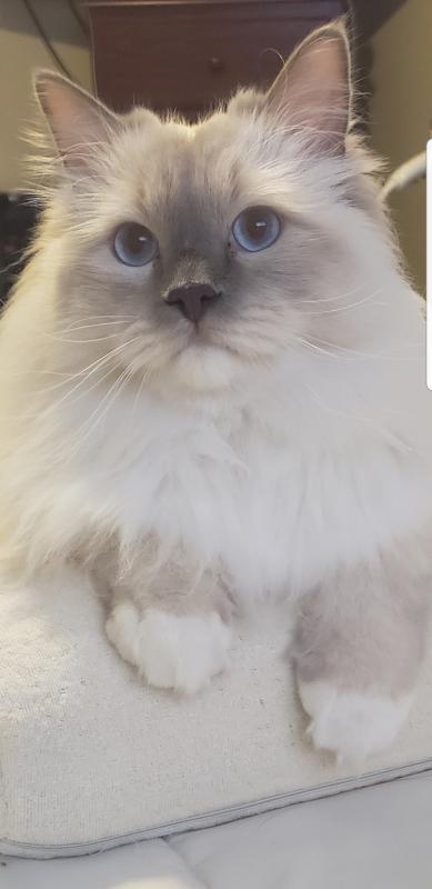 Happy kitty right here