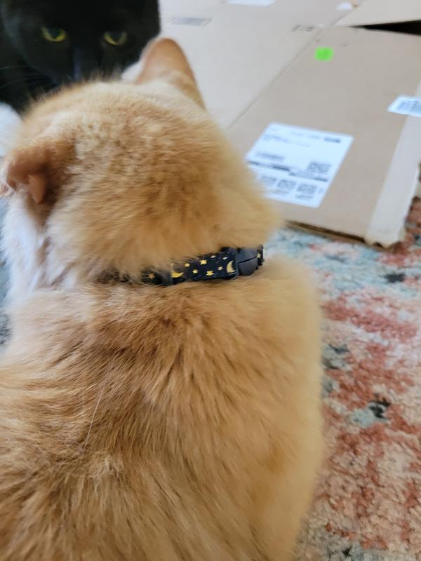 Cat collar LOUIS VUITTON.✨  Gallery posted by มีลูกเป็นหมู