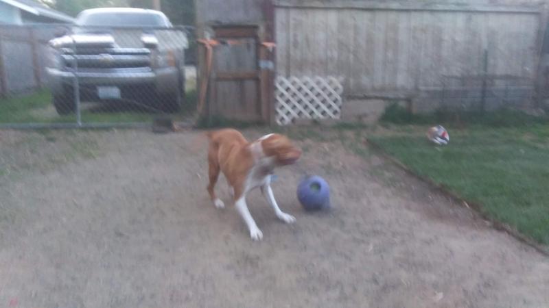 jolly soccer ball petco