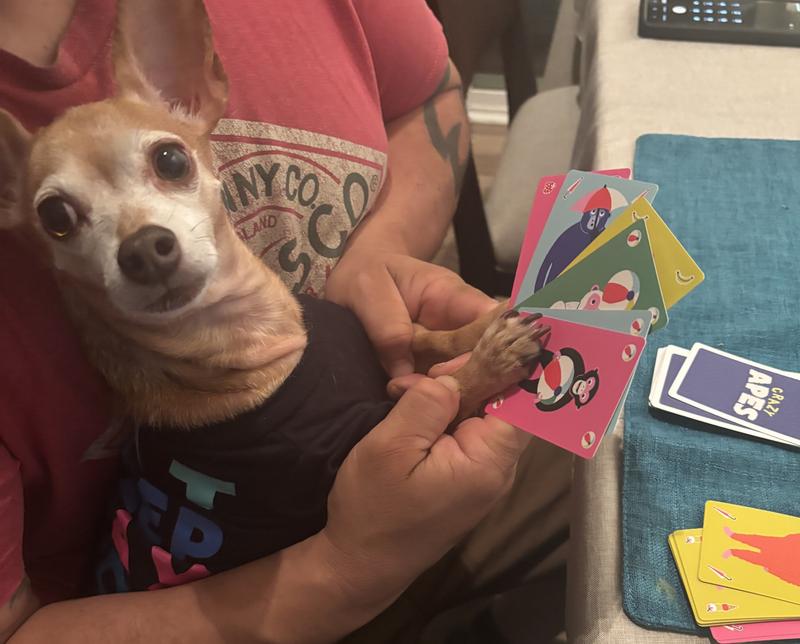 Pets can play too!