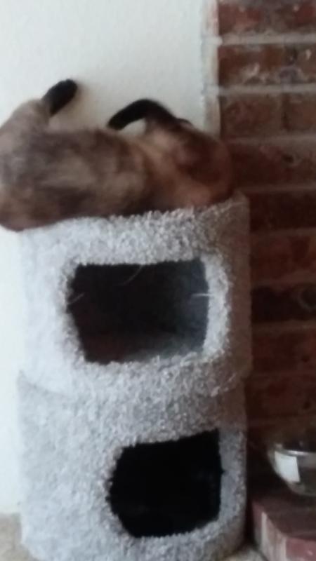 Frosty, rolling around & chasing his tail.