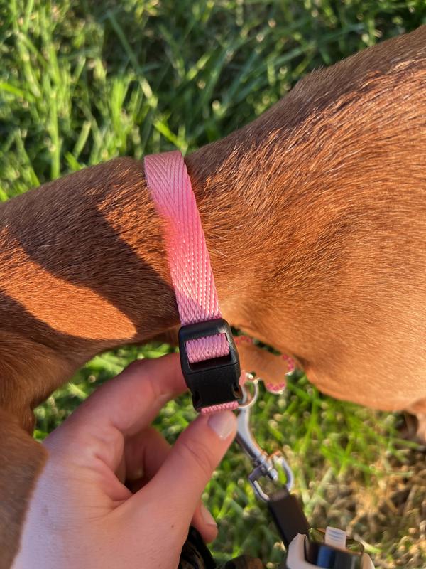 PINK ST Saint Louis Cardinals and Blues Combo MLB NHL Designer Dog Collar –  Custom Design Dog Collars