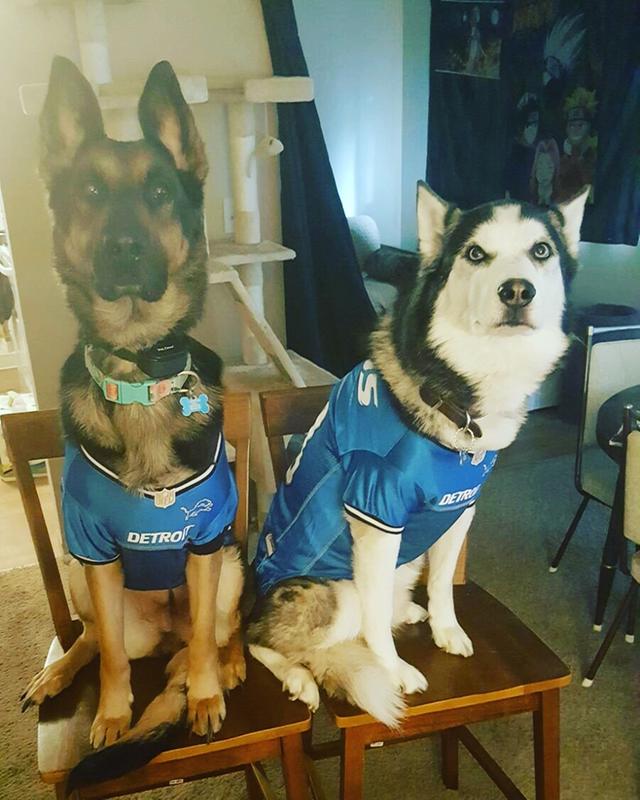 detroit lions dog jersey