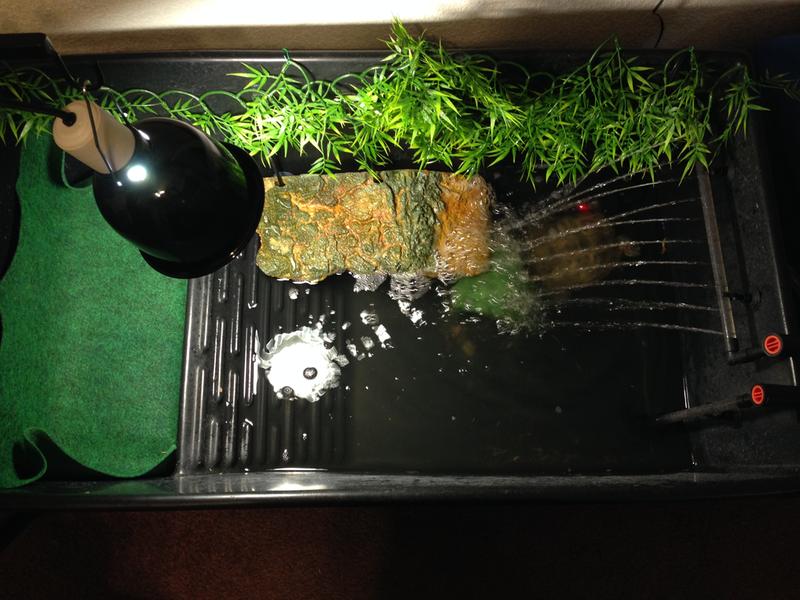 My turtle Franklin's new home
