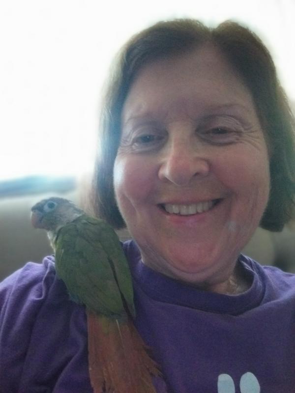 Conures for Sale | Green Cheek Conure Birds for Sale | Petco