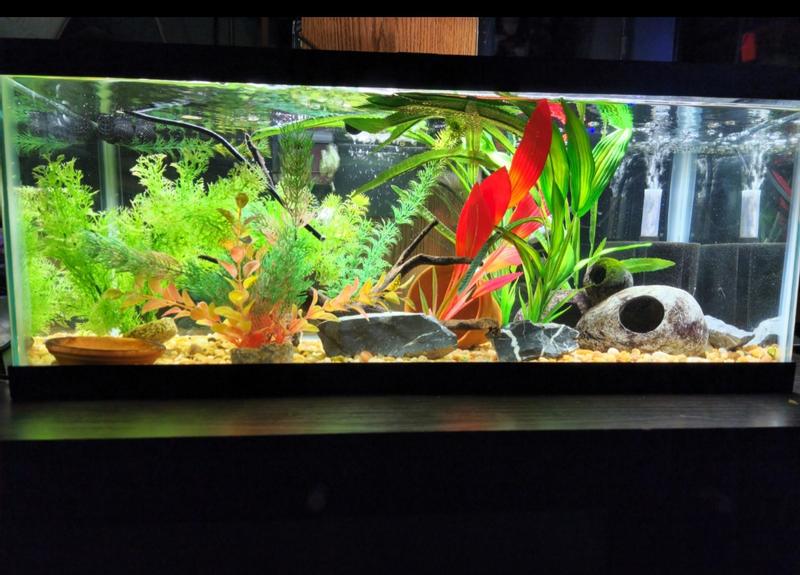 20 gallon long aquarium petco hotsell