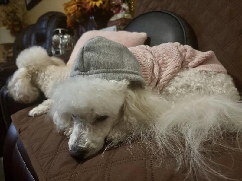 So cozy that Daisy slept on and off with her sweater as if it was a blanket.