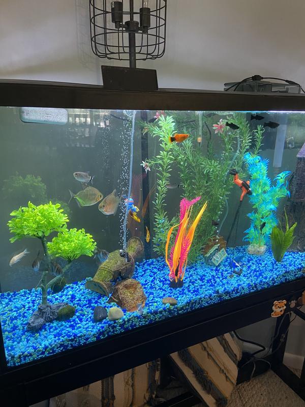 55 gallon high
