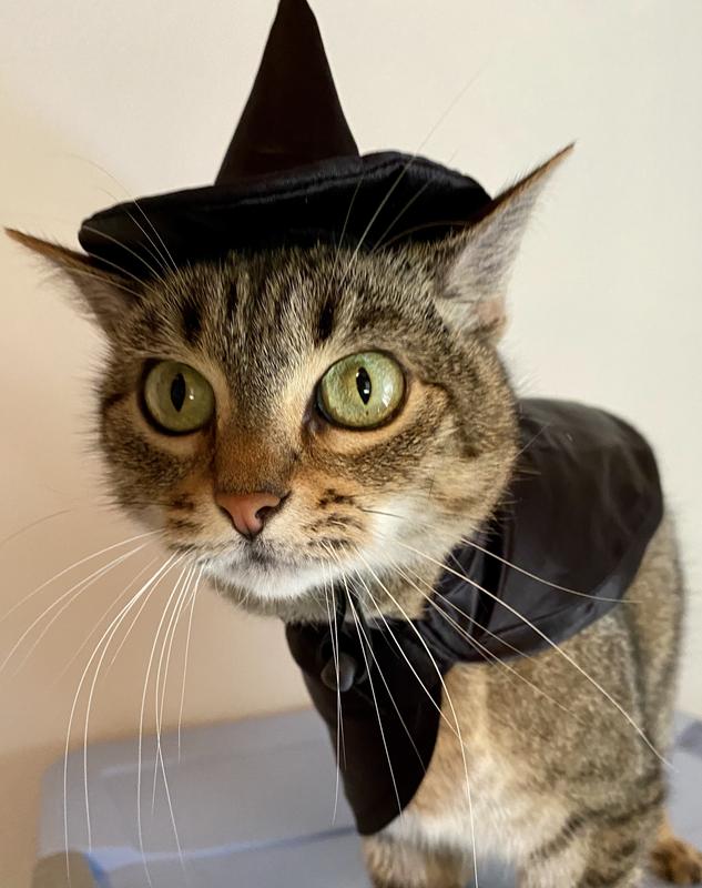 Cat in shop witch costume