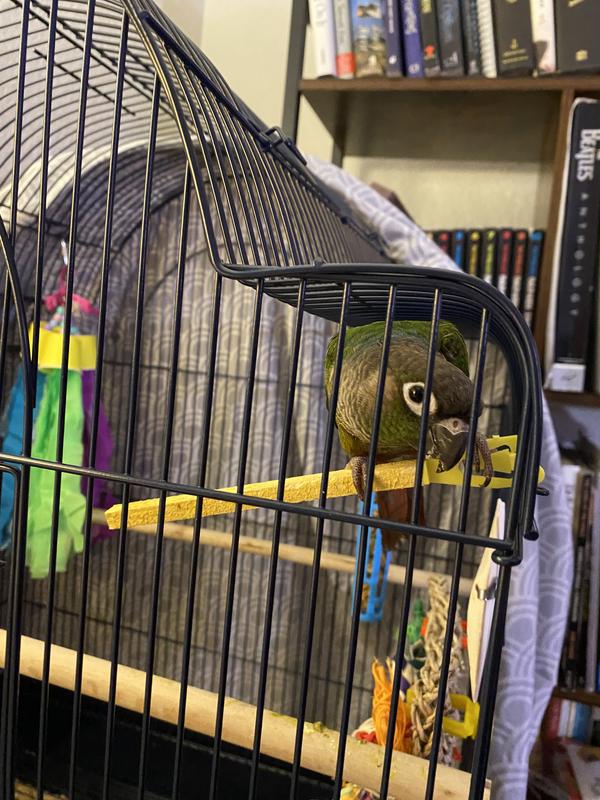 Cooper on his finished treat stick turned into a perch!