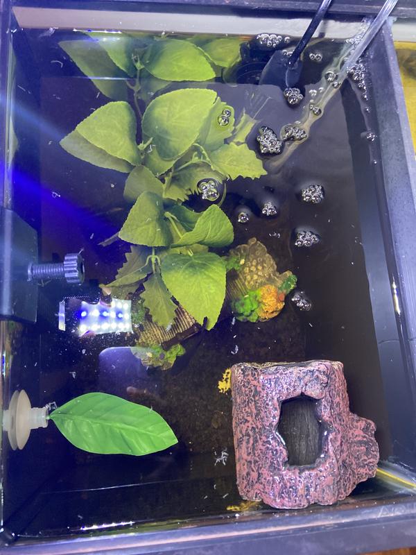 Potato betta tank best sale