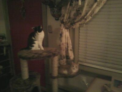 Morgan wishes it were taller & that her sister would get out of her hammock!