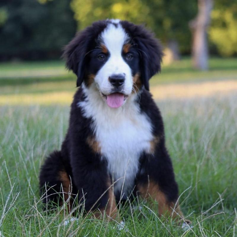Love Basics Puppy!