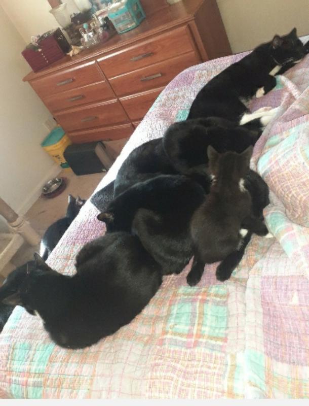 PetArmor Home and Carpet Fleas and Ticks Pet Spray, 16 fl. oz. Petco