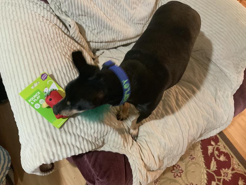Stole it from the cat! It’s mine!