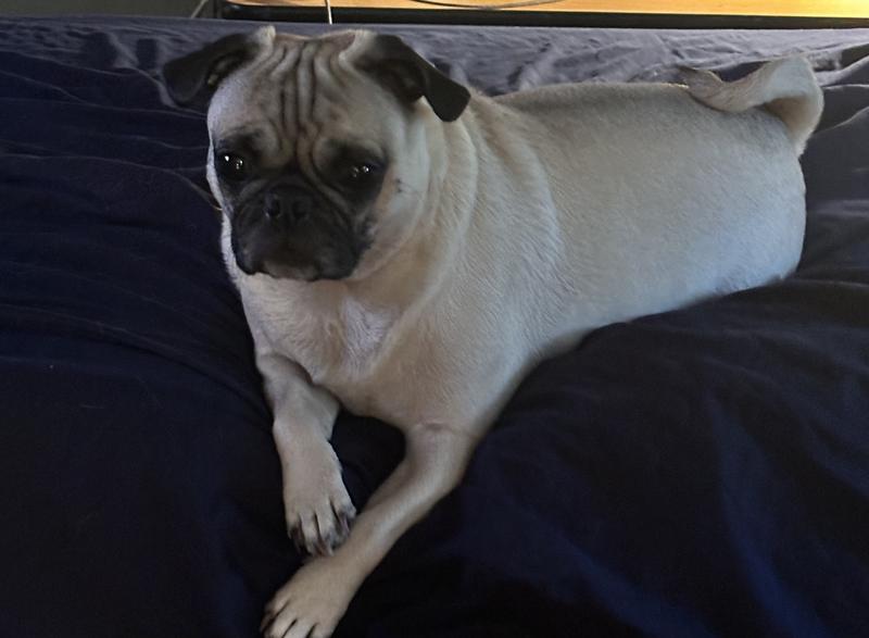 Choosing to stay healthy it’s a pug life!
