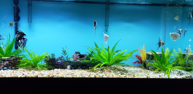 Aqueon Standard Glass Aquarium Tank 75 Gallon Petco