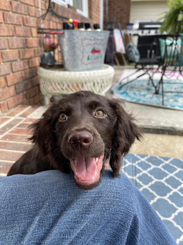 Morsel waiting for his treats