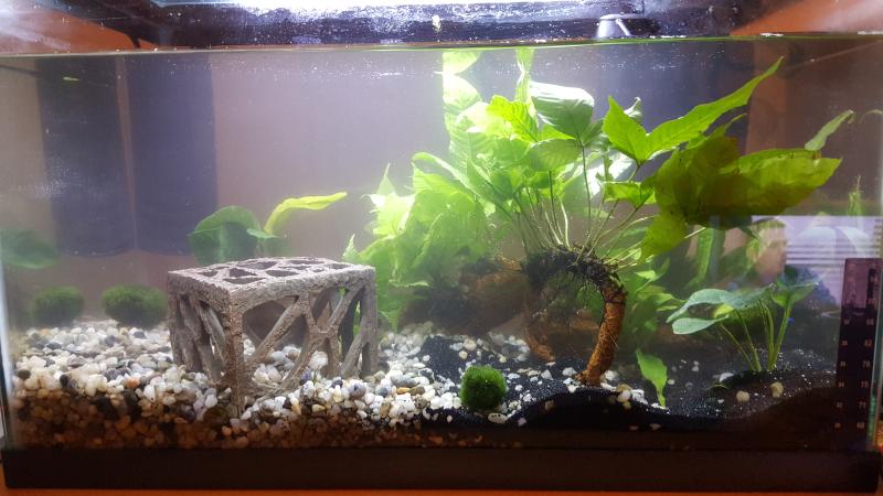 Microsorium pteropus "Windelov" For Sale Small Live Aquarium
