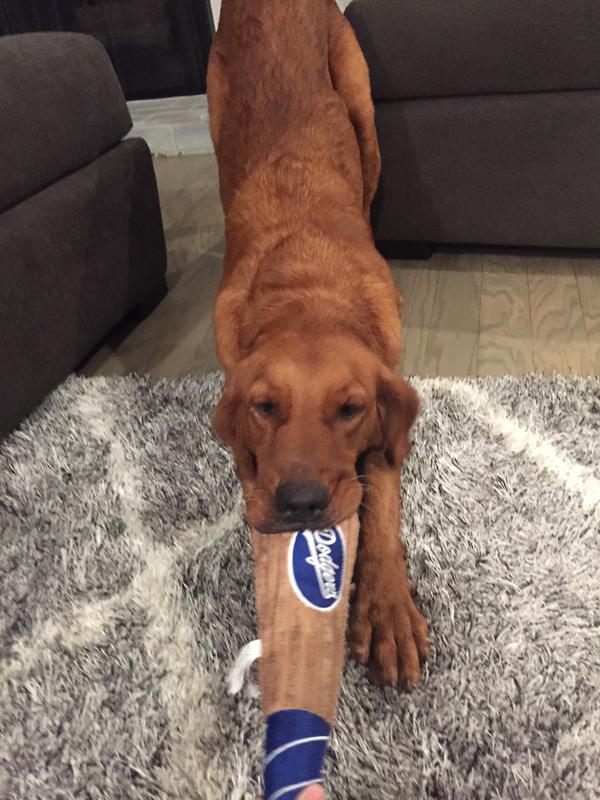 Ginger loves her new Dodgers bat!