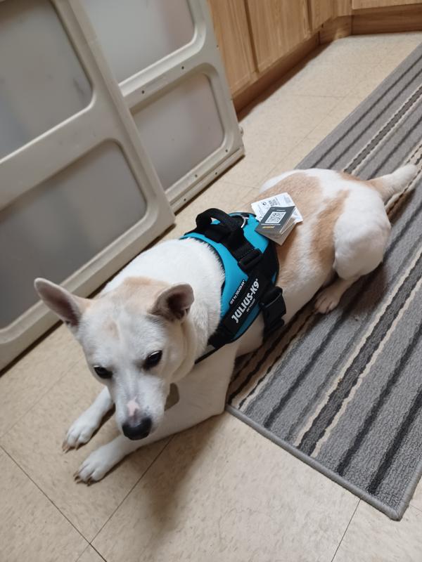 Julius K9 harness review